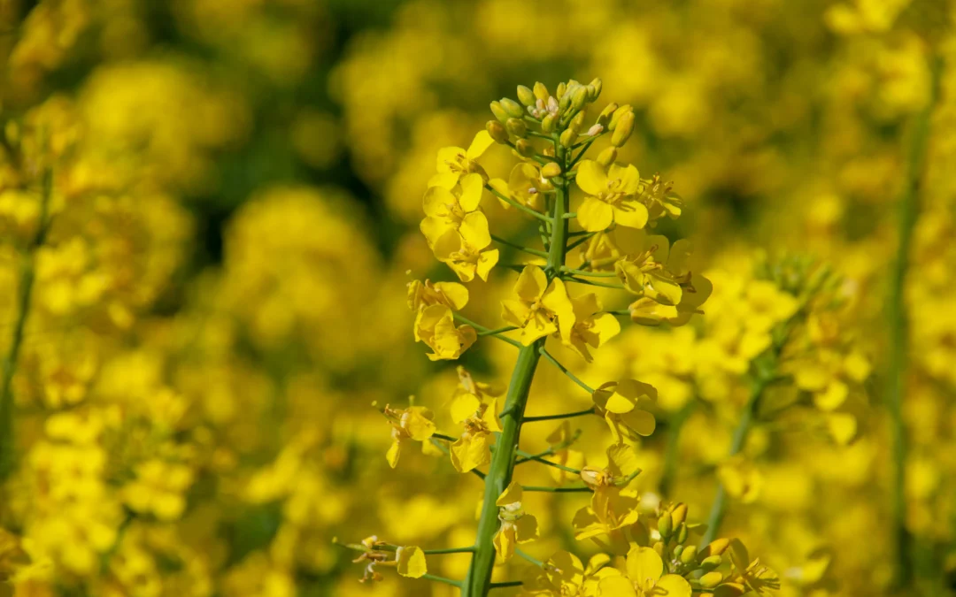 27th Sunday in Ordinary Time